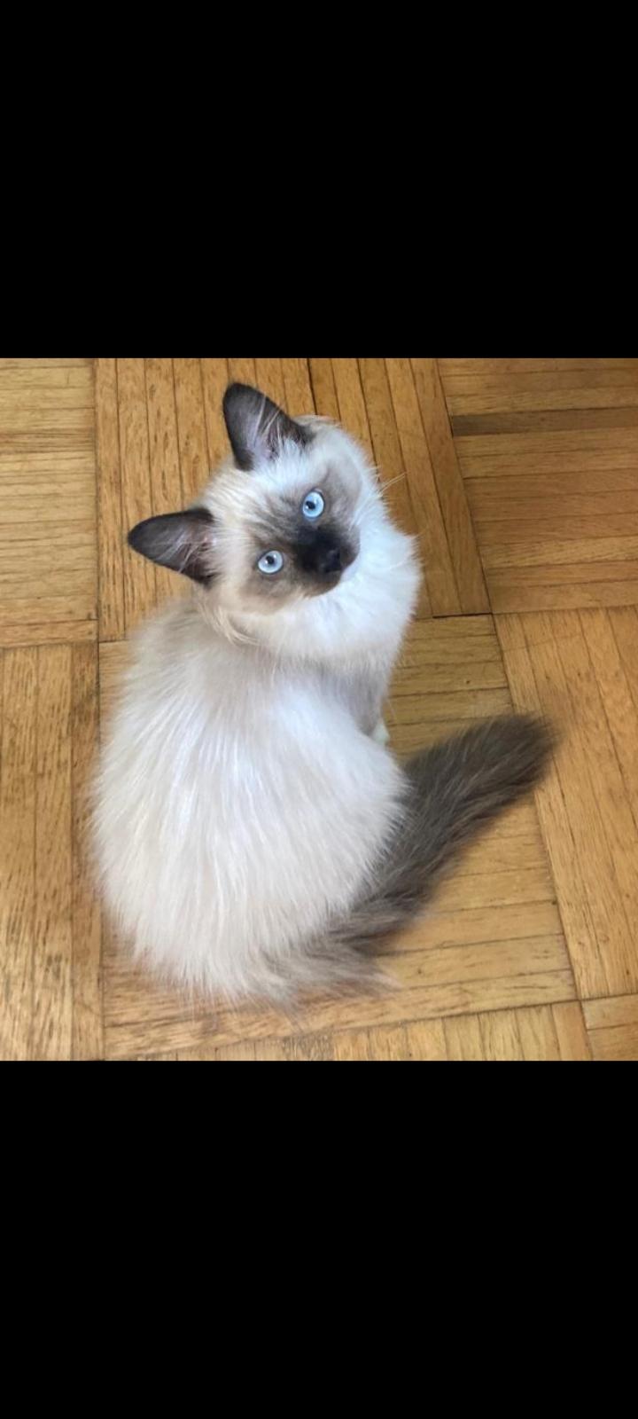 Wunderschöne Heilige Birma kater