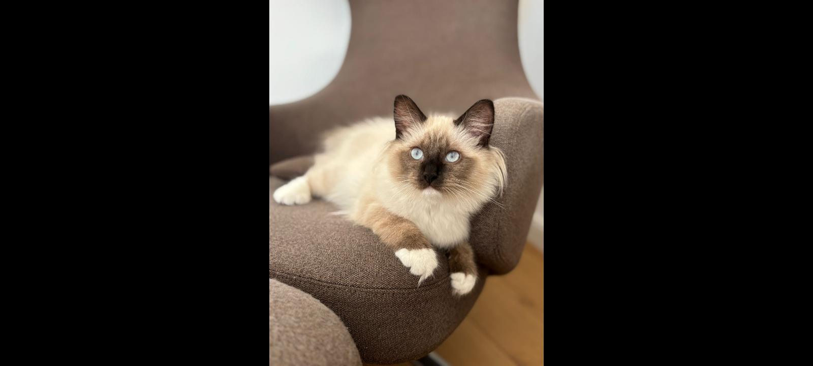 Wunderschöne Heilige Birma kater