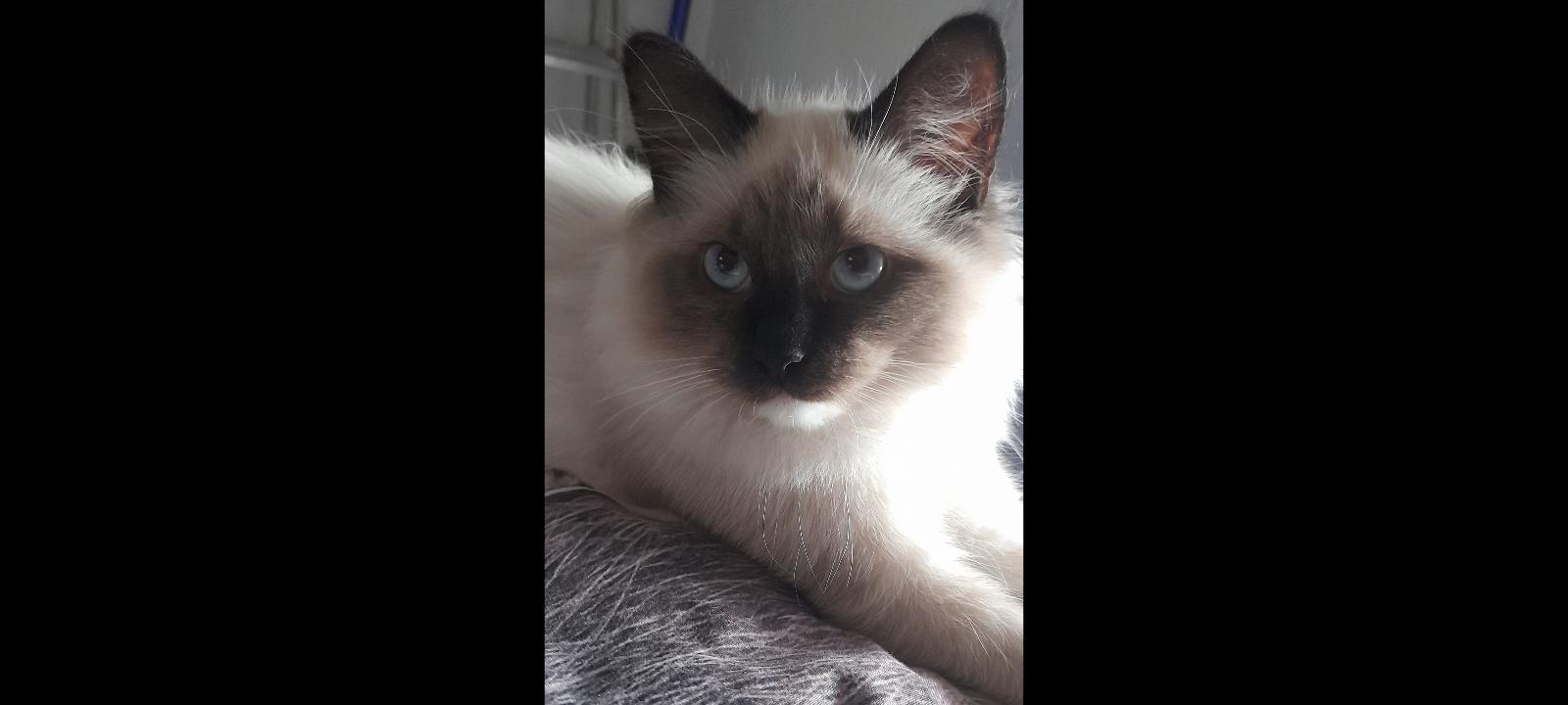 Wunderschöne Heilige Birma kater