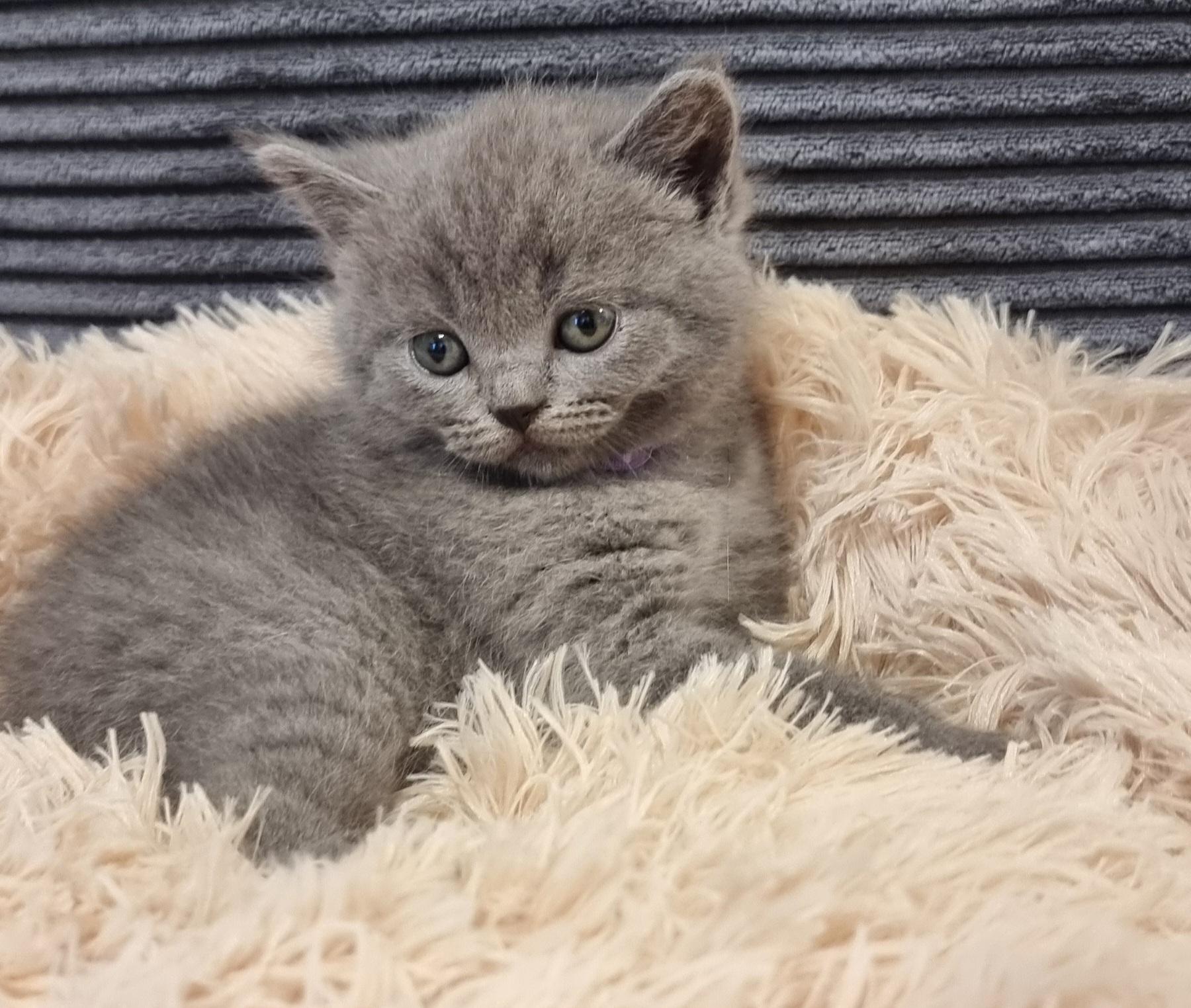 Zucker süße kitten zum Reservieren