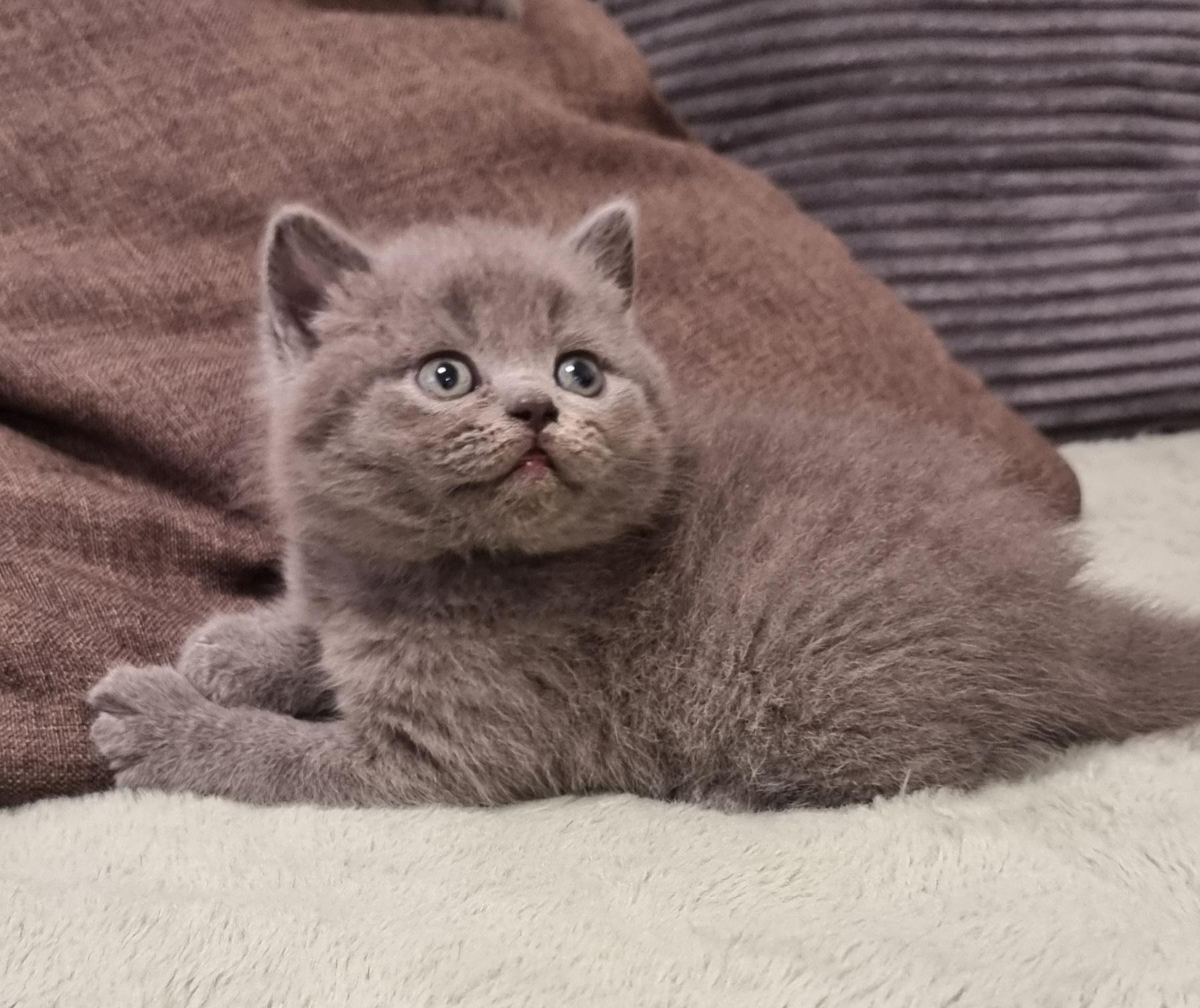 Zucker süße kitten zum Reservieren