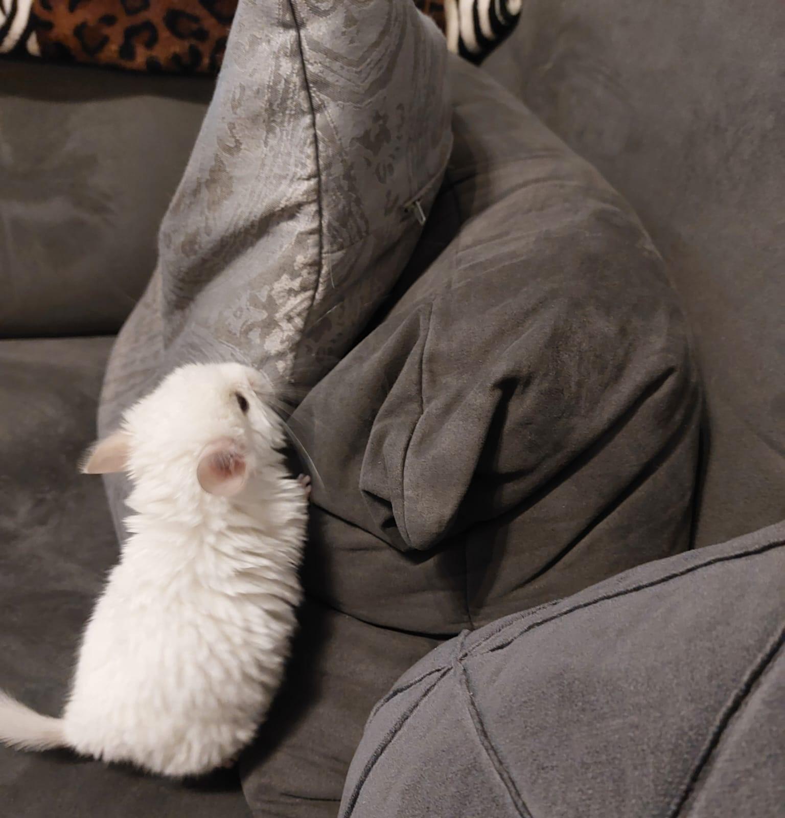 Eine liebevolle Familie sucht ein 2 Monate altes C