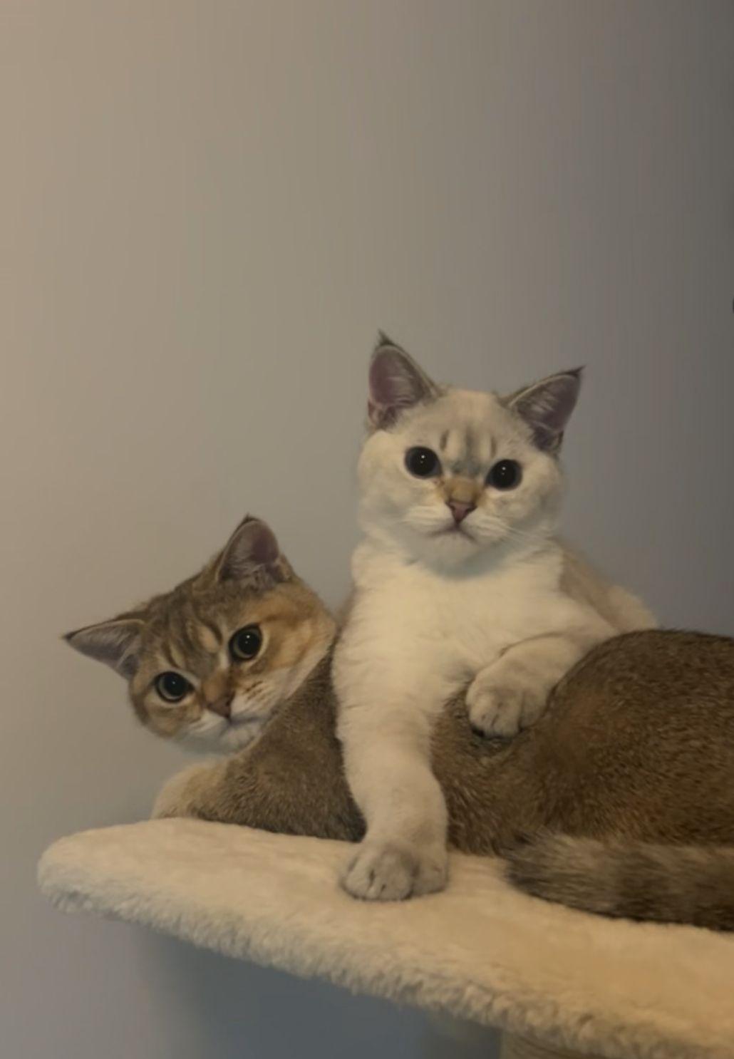 Zwei verschmuste Kater (Brüder) suchen ein liebev