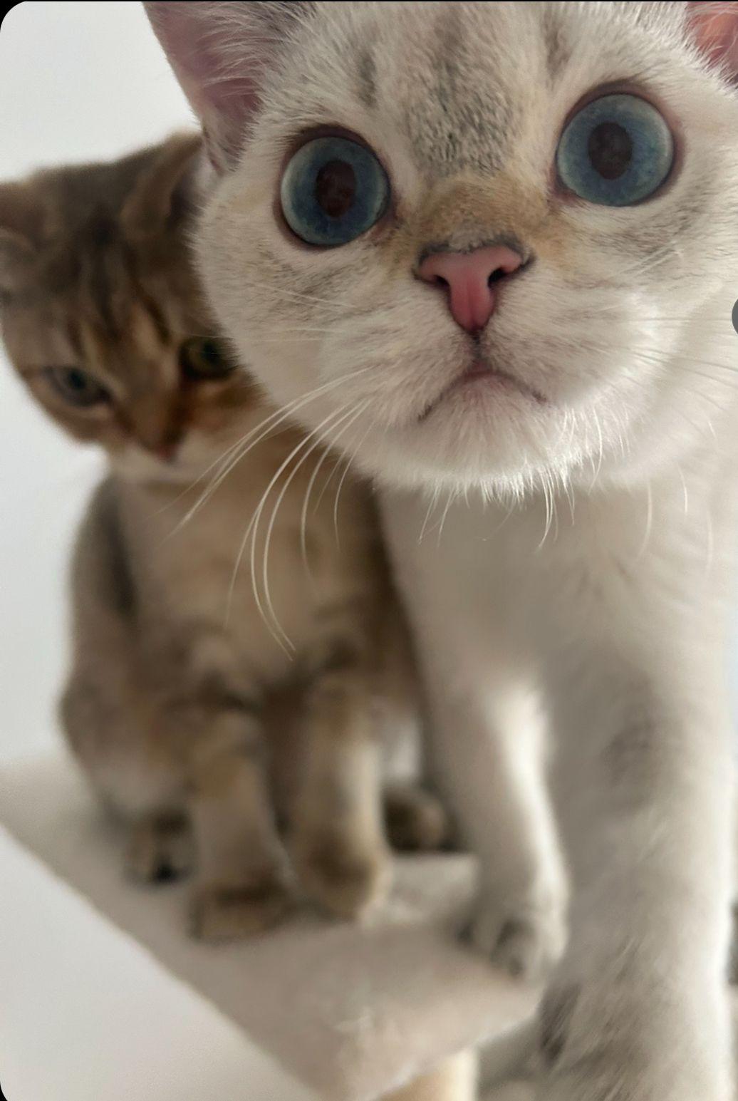 Zwei verschmuste Kater (Brüder) suchen ein liebev