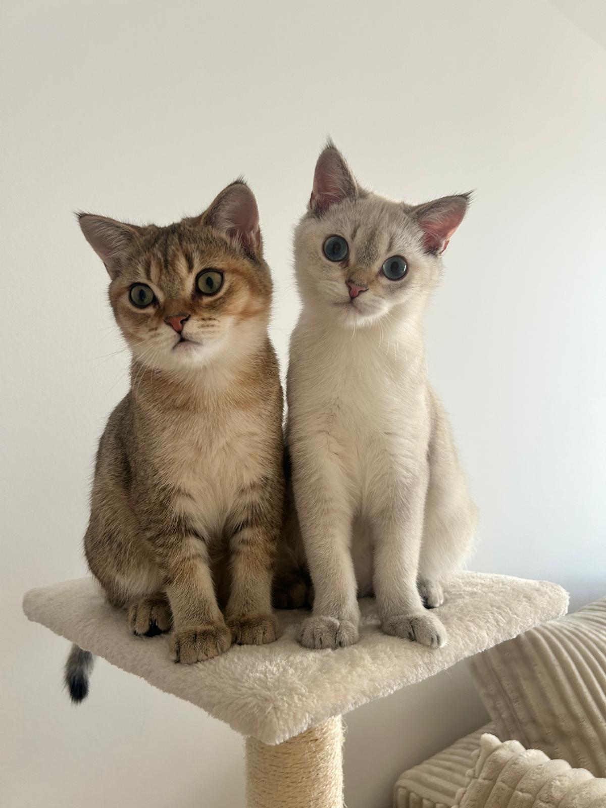 Zwei verschmuste Kater (Brüder) suchen ein liebev