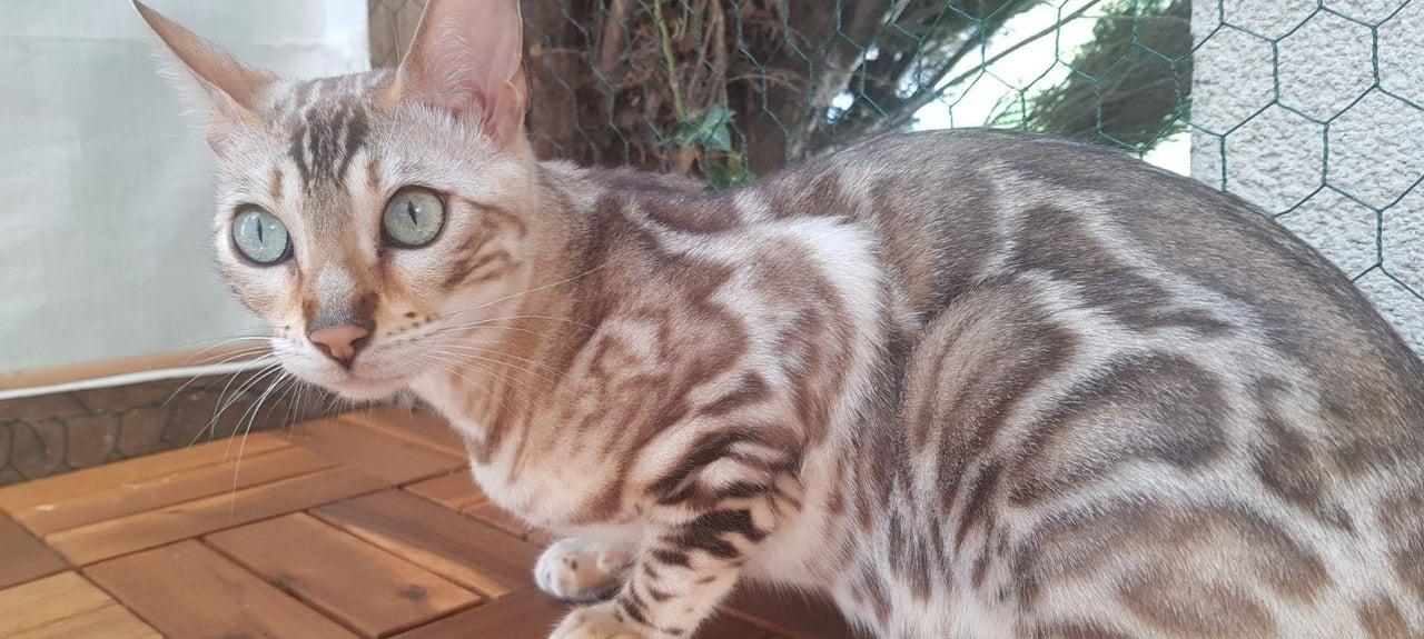 Bengalkatze mit Stammbaum und Zuchtfreigabe