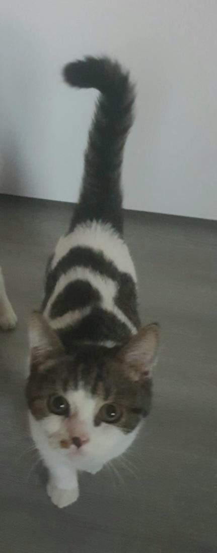 Bkh/Ekh Mix Junge sucht neues Zuhause!