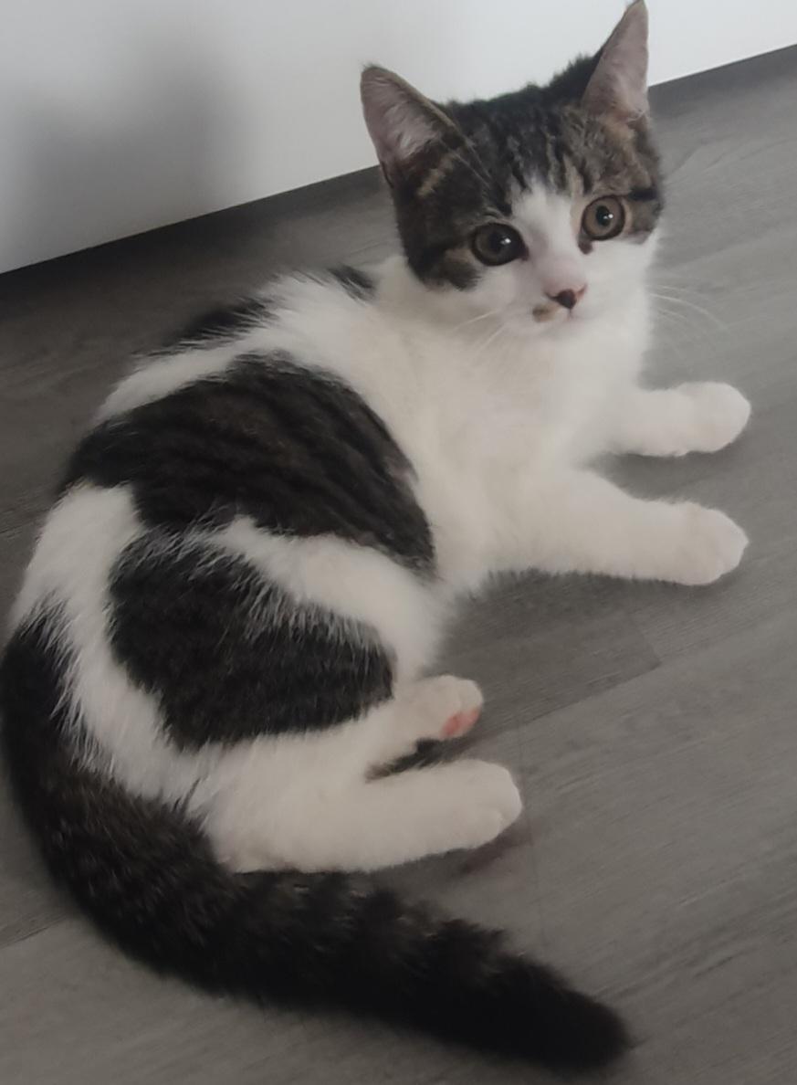 Bkh/Ekh Mix Junge sucht neues Zuhause!