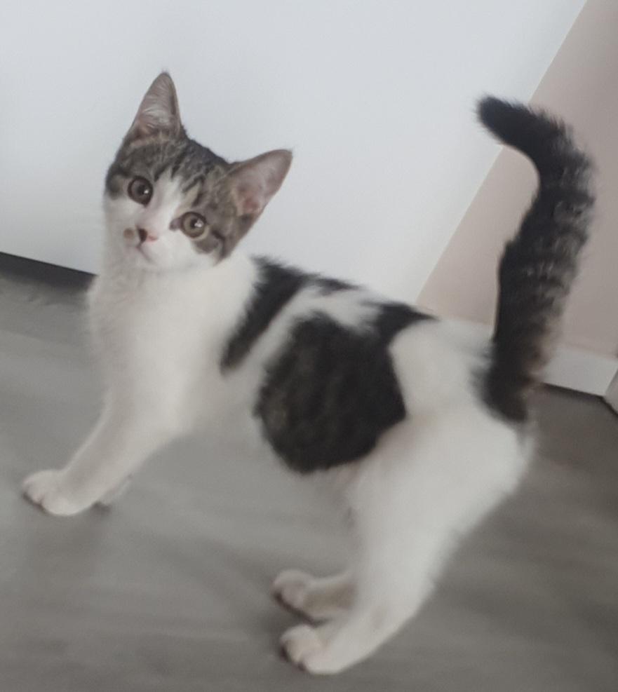 Bkh/Ekh Mix Junge sucht neues Zuhause!