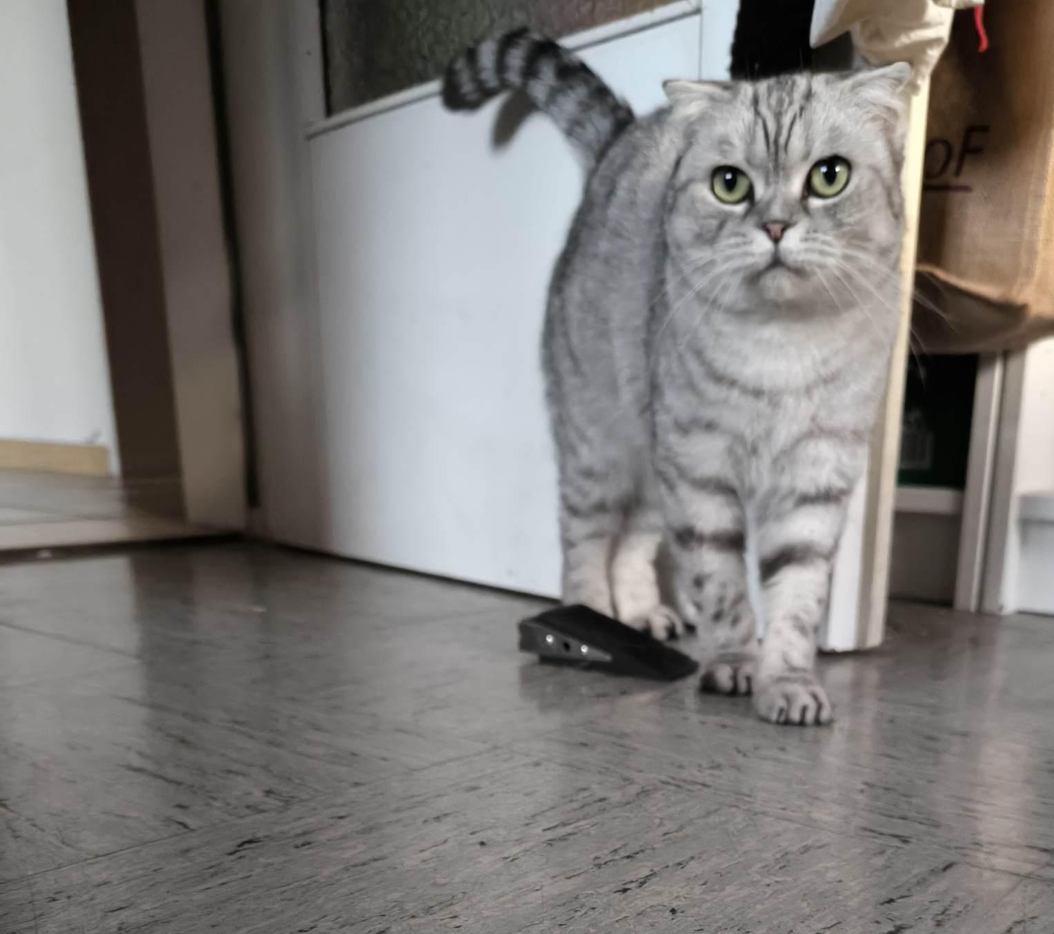 Bkh/scottisch fold mix sucht dringend neues Zuhaus