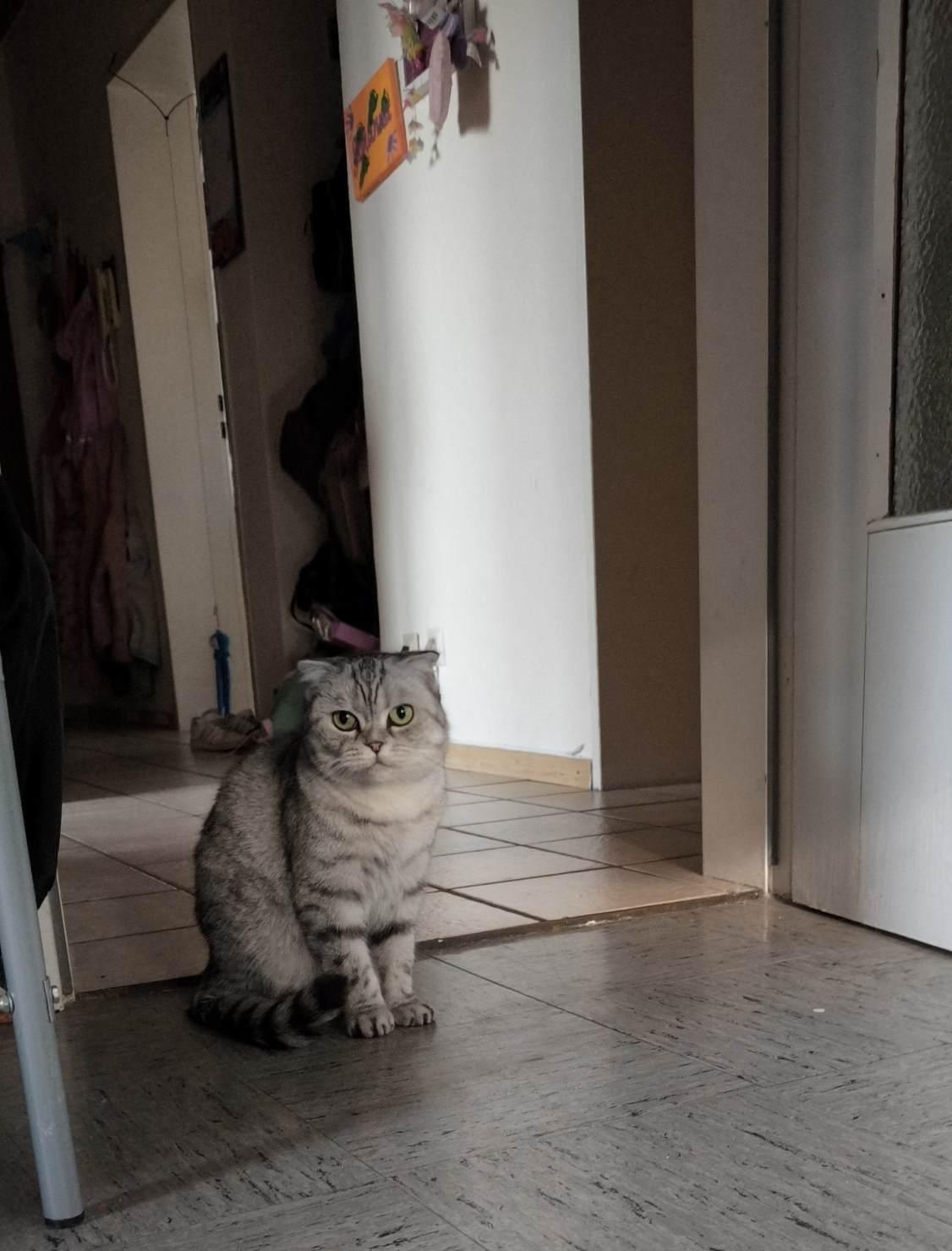 Bkh/scottisch fold mix sucht dringend neues Zuhaus