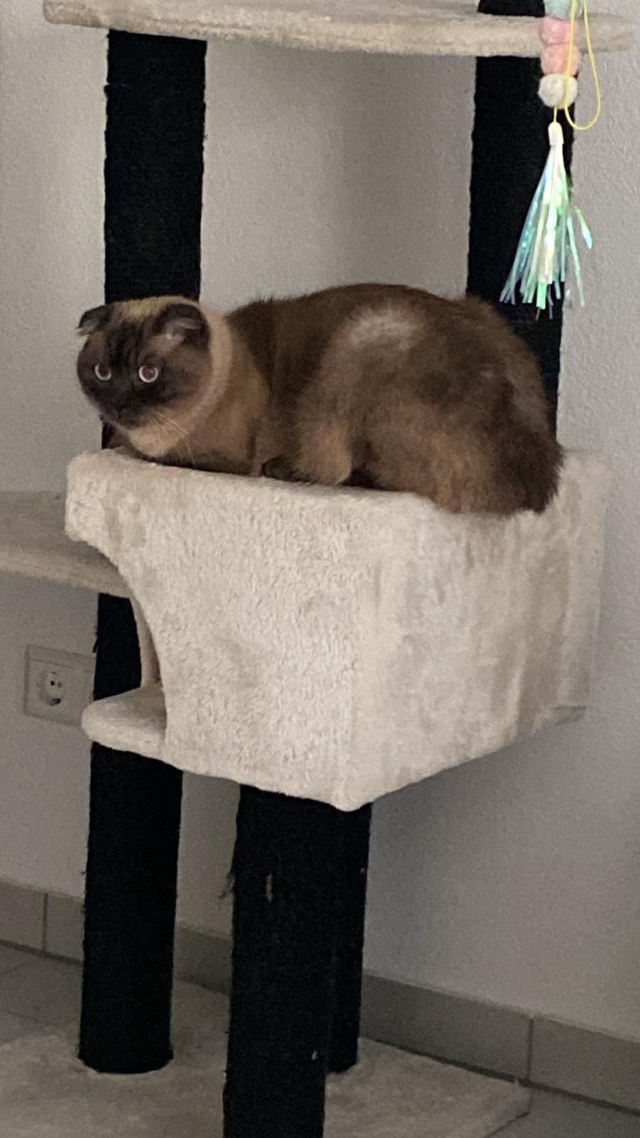 Kater Milo sucht neues liebes Zuhause