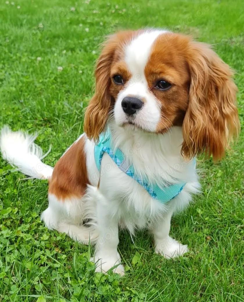 Cavalier King Charles Spaniel Rüde 1Jahr