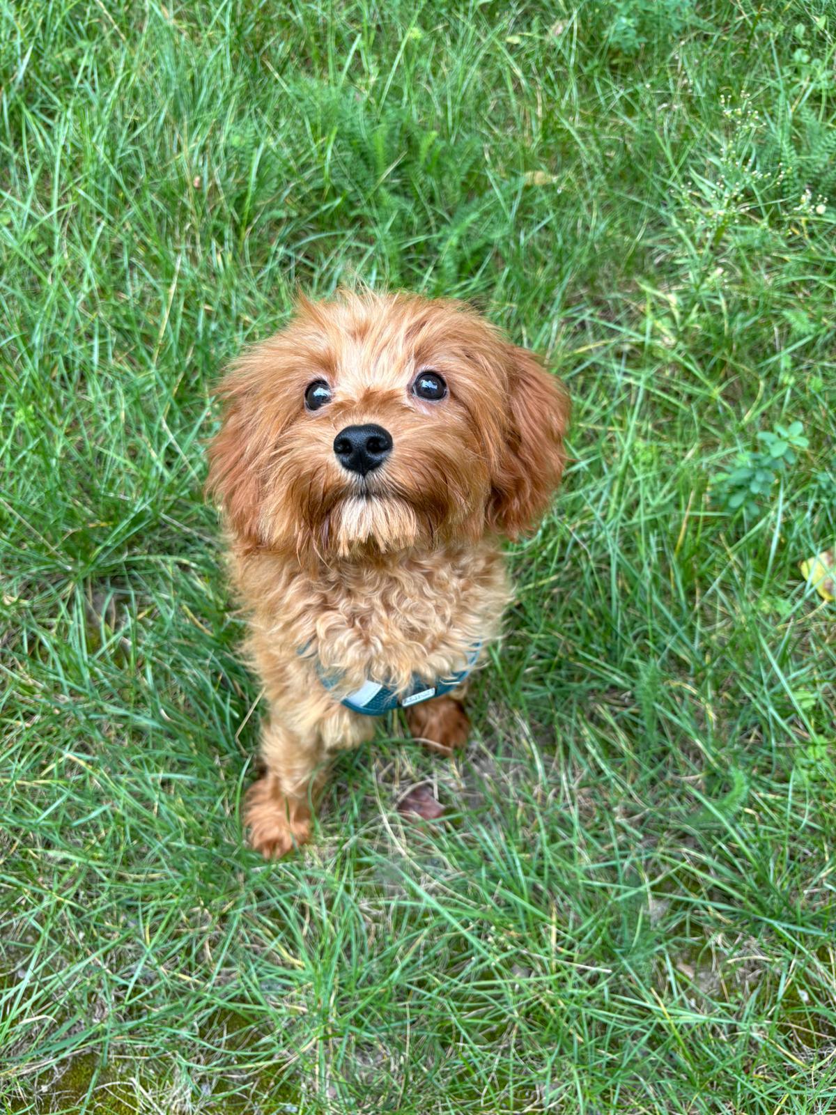 Cavapoohündin in liebevolle Hände abzugeben