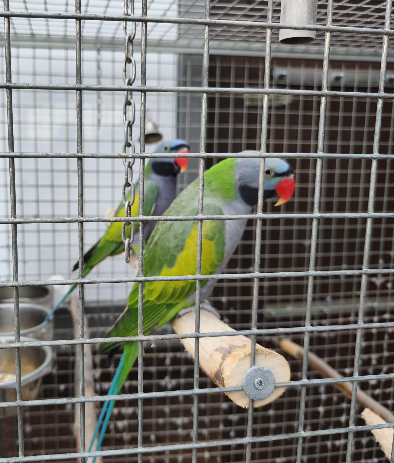 Papageie Chinasittiche