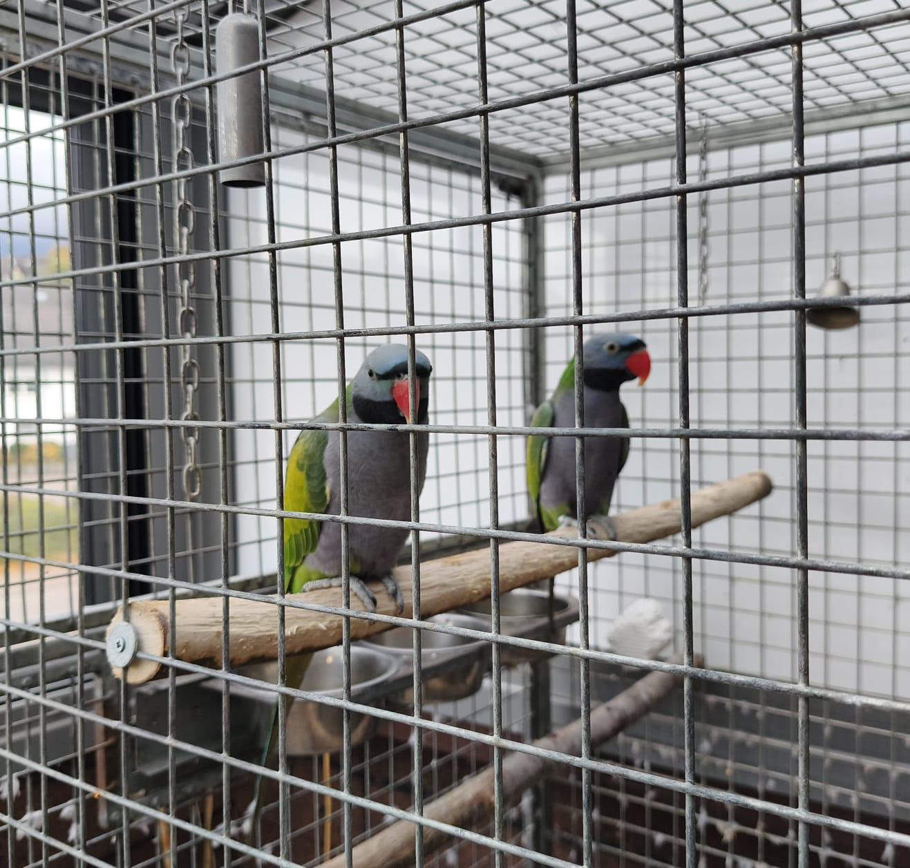 Papageie Chinasittiche