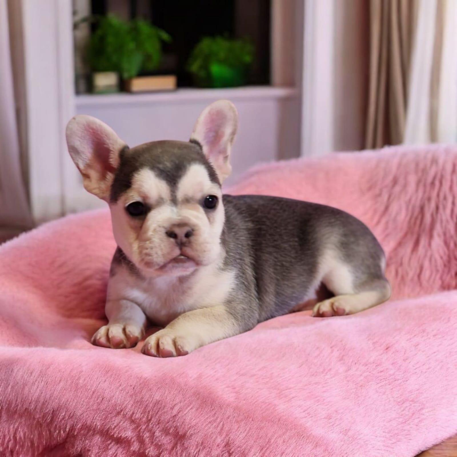 Französische Bulldoggen bezaubernde Welpen suchen