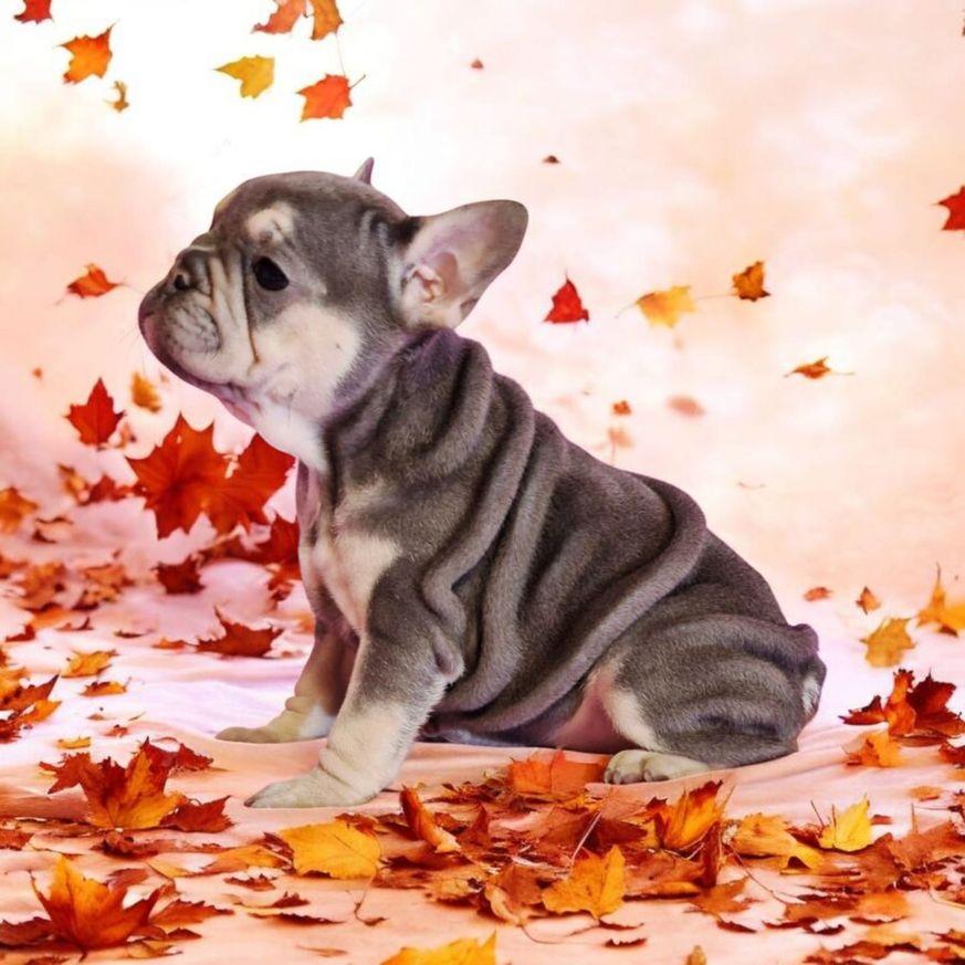 Französische Bulldoggen bezaubernde Welpen suchen