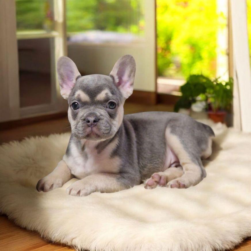 Französische Bulldoggen bezaubernde Welpen suchen