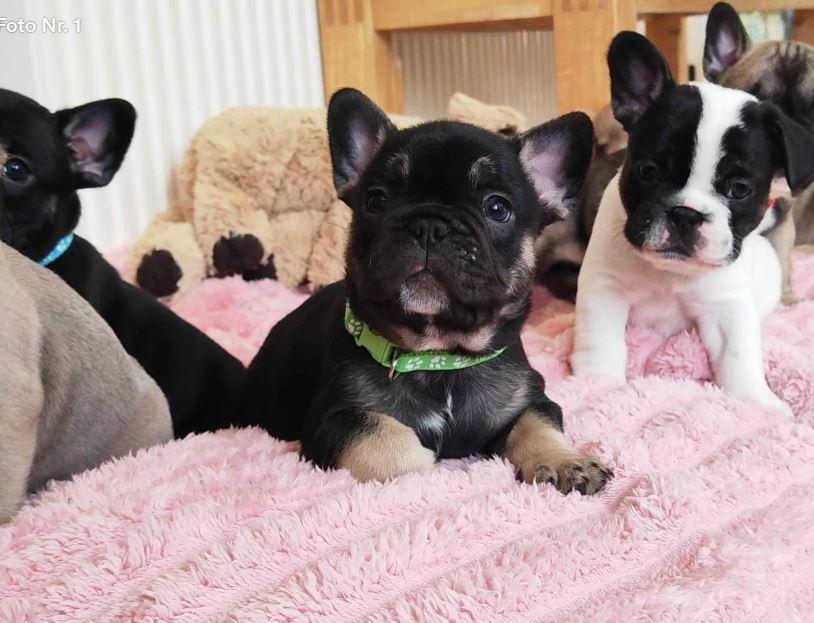 Gesündeste Französische Bulldoggenwelpen zur Ver