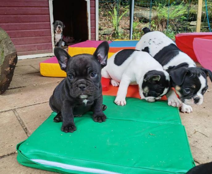 Gesündeste Französische Bulldoggenwelpen zur Ver