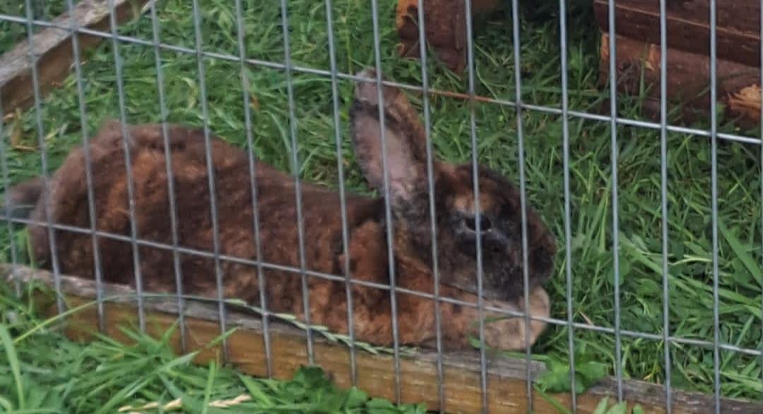 Kanninchen Lion sucht liebevolles neues zuhause