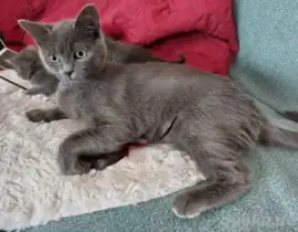 Ariel  BOMBAY-PERSER-MIX in liebende Hände abzug