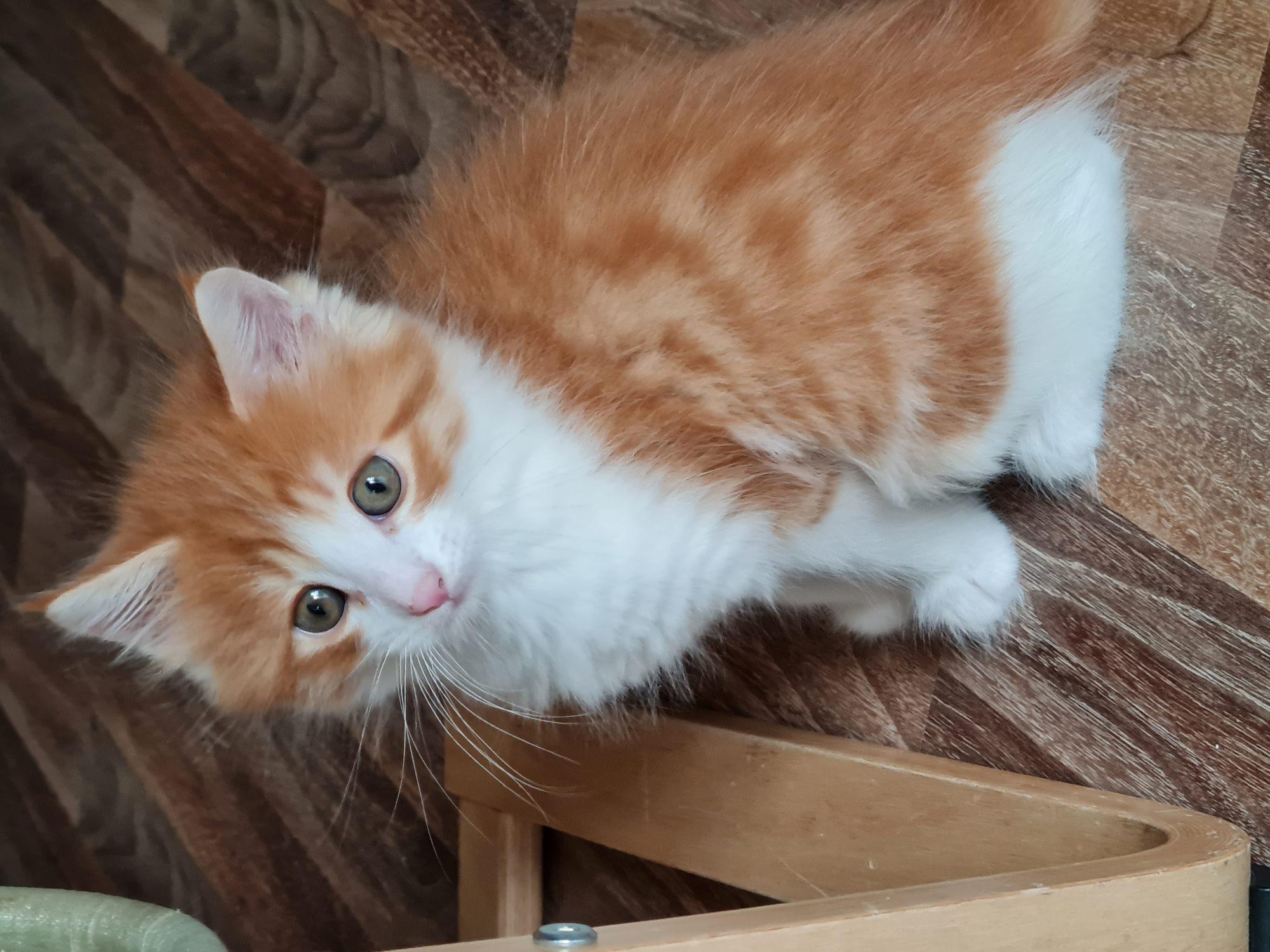 Main Coon.-/Norwegischer Waldkatzenmix