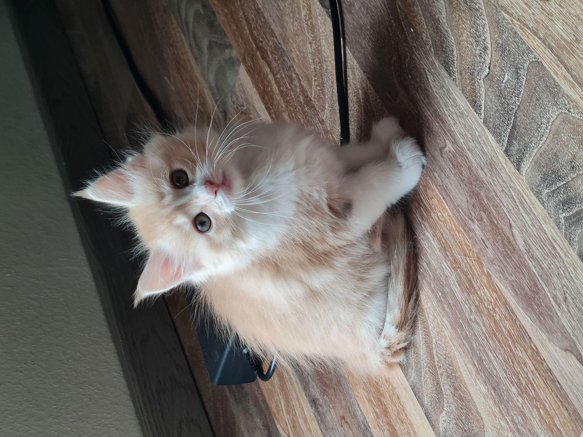 Main Coon.-/Norwegischer Waldkatzenmix