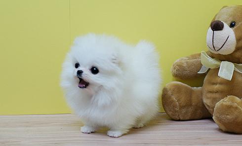 Pomeranian Zwergspitz Welpen