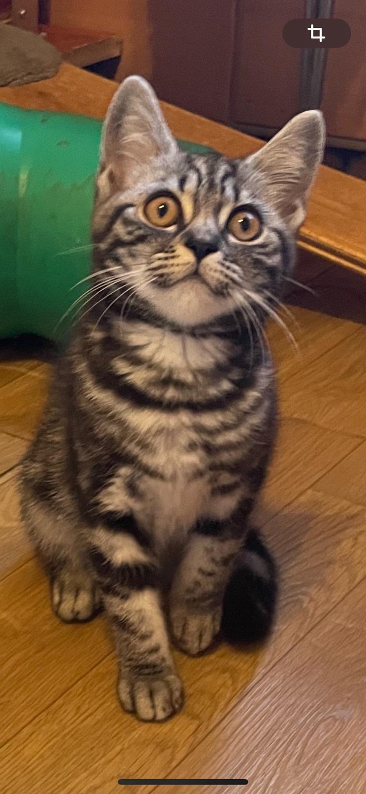 Reinrassige BKH Kitern !