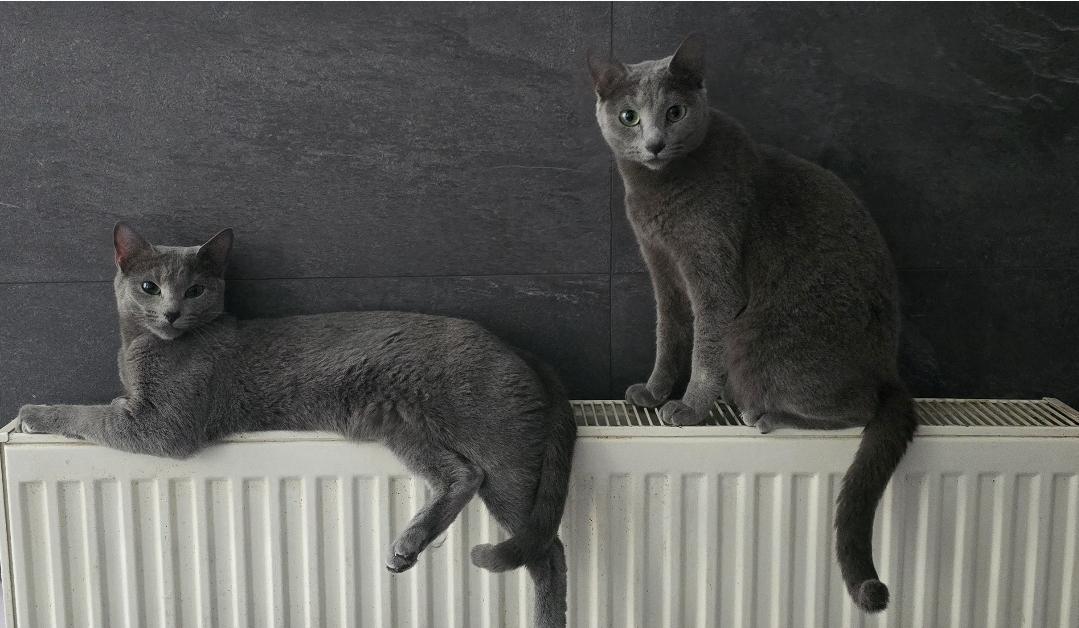 Reinrassige Russisch blau, kitten, champion linie,