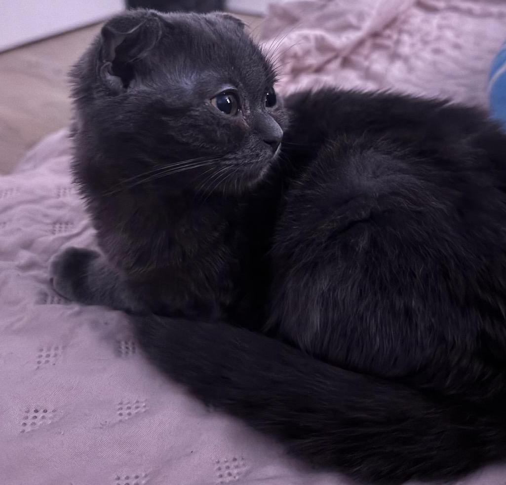 Scottisch fold Kater