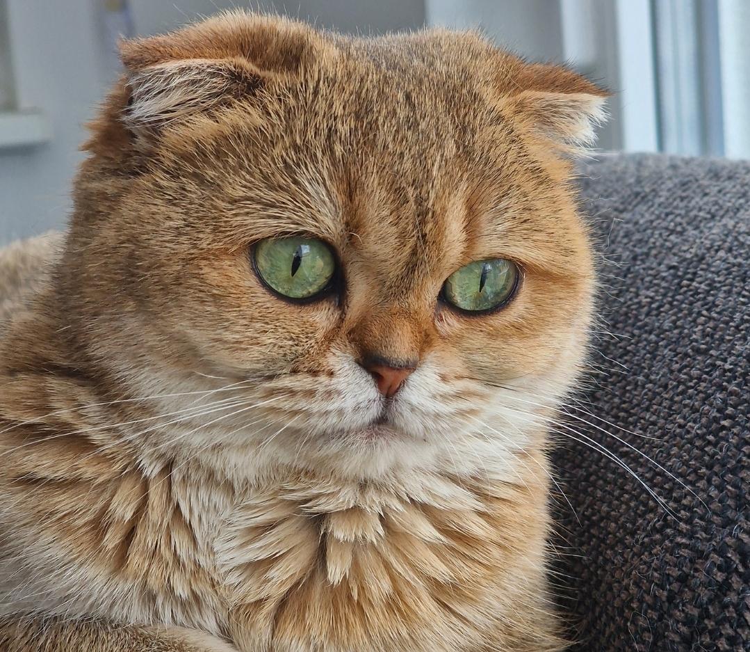 Scottish Fold Golden Shaded BKH Stammbaum