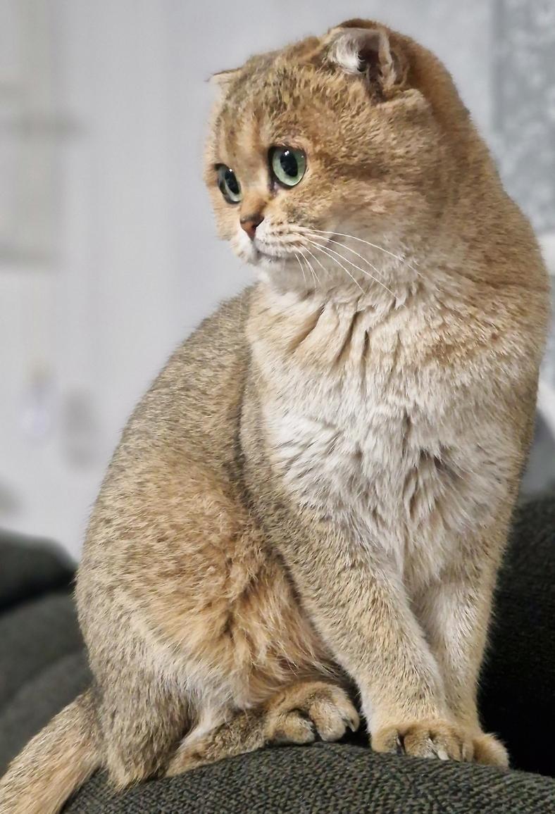 Scottish Fold Golden Shaded BKH Stammbaum