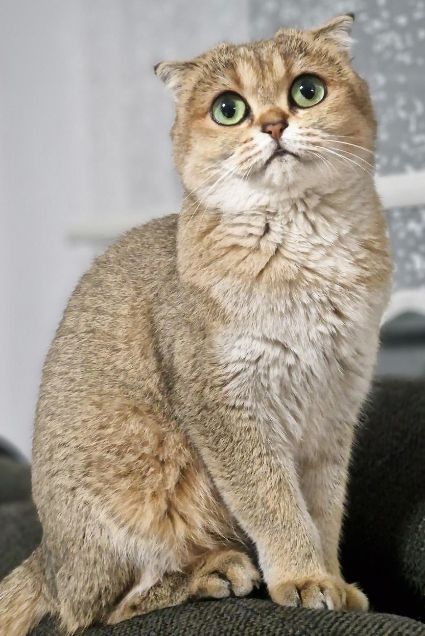 Scottish Fold Golden Shaded BKH Stammbaum