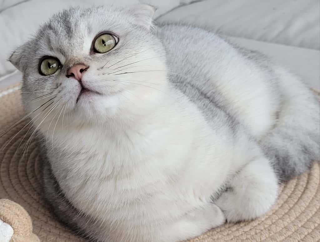 Scottish Fold Kater