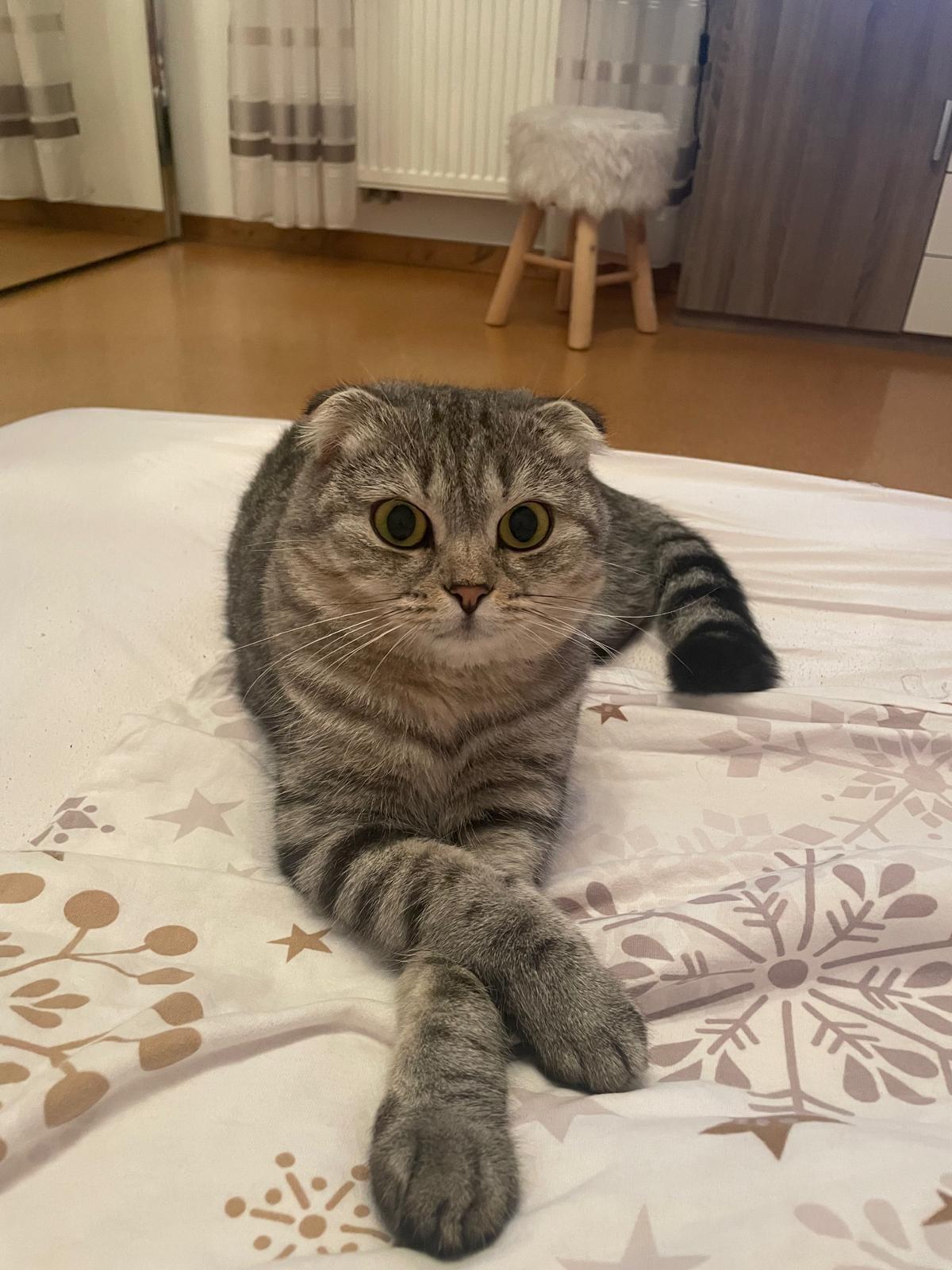 Scottish Fold Katze