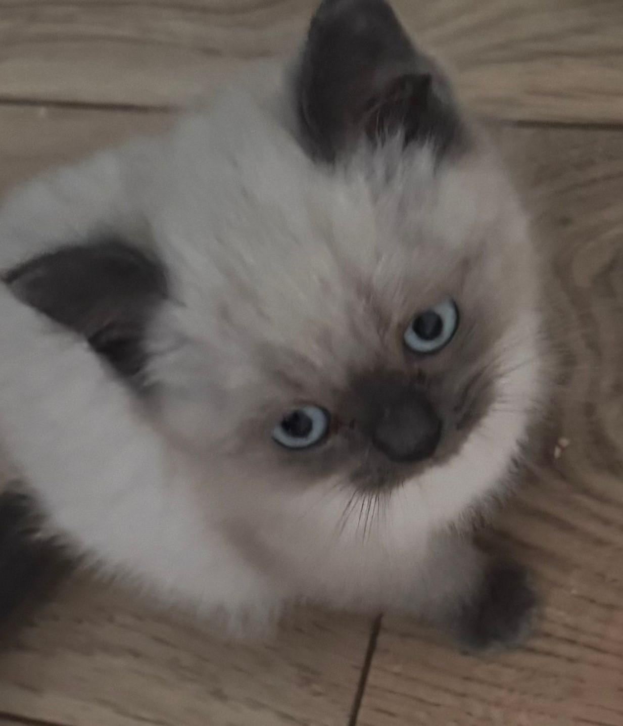 Siam Kater sucht neues Zuhause