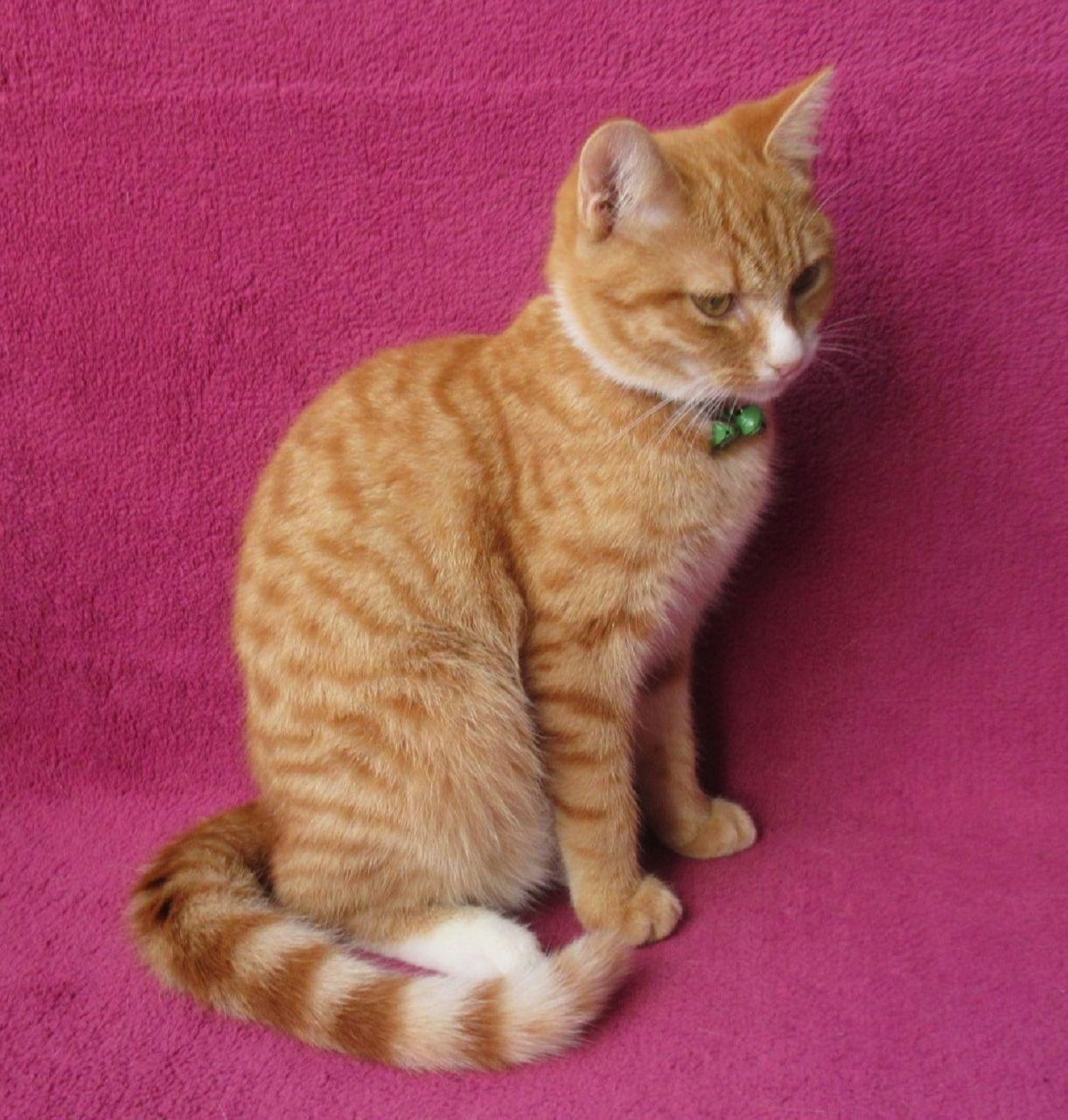 Süßes, verspieltes Katzenmädchen EKH rot 5 Mona