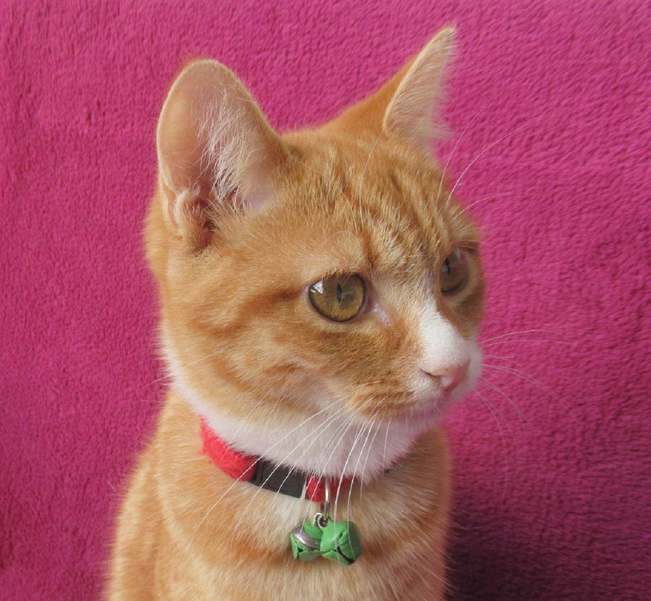 Süßes, verspieltes Katzenmädchen EKH rot 5 Mona