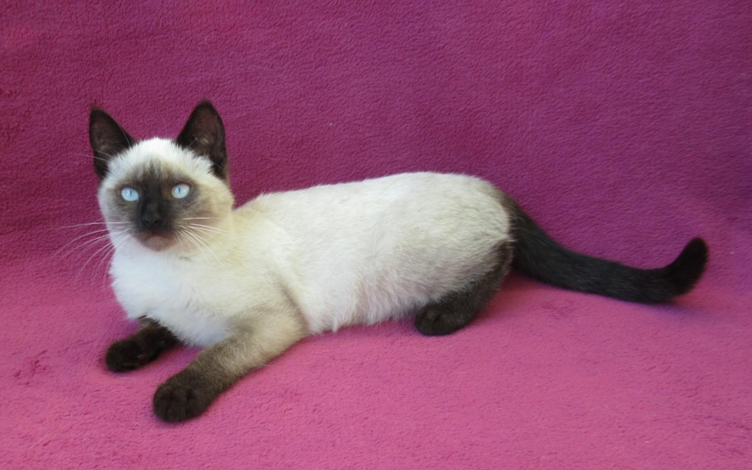 Süßes, verspieltes Katzenmädchen Siam Mix weiß