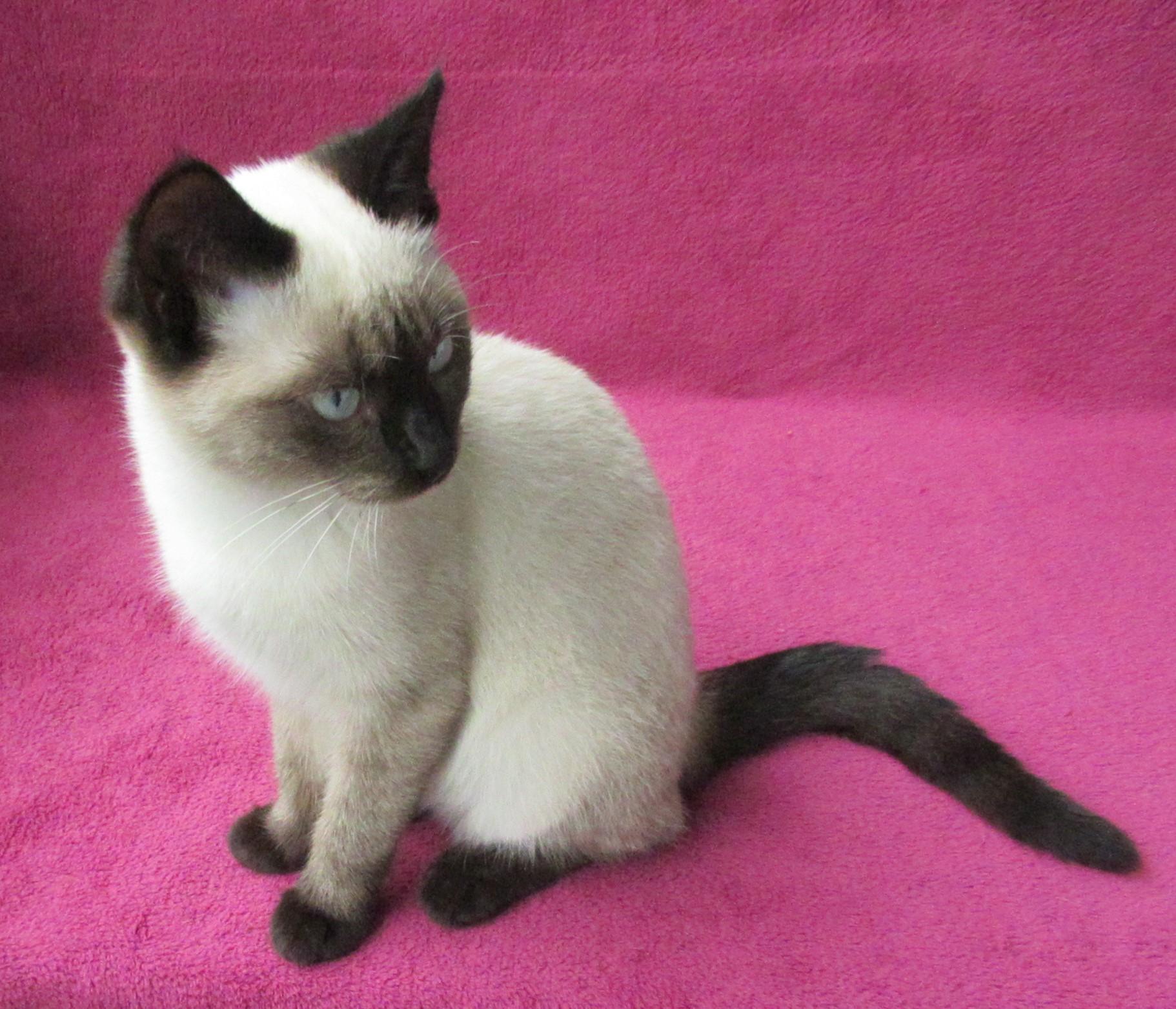 Süßes, verspieltes Katzenmädchen Siam Mix weiß