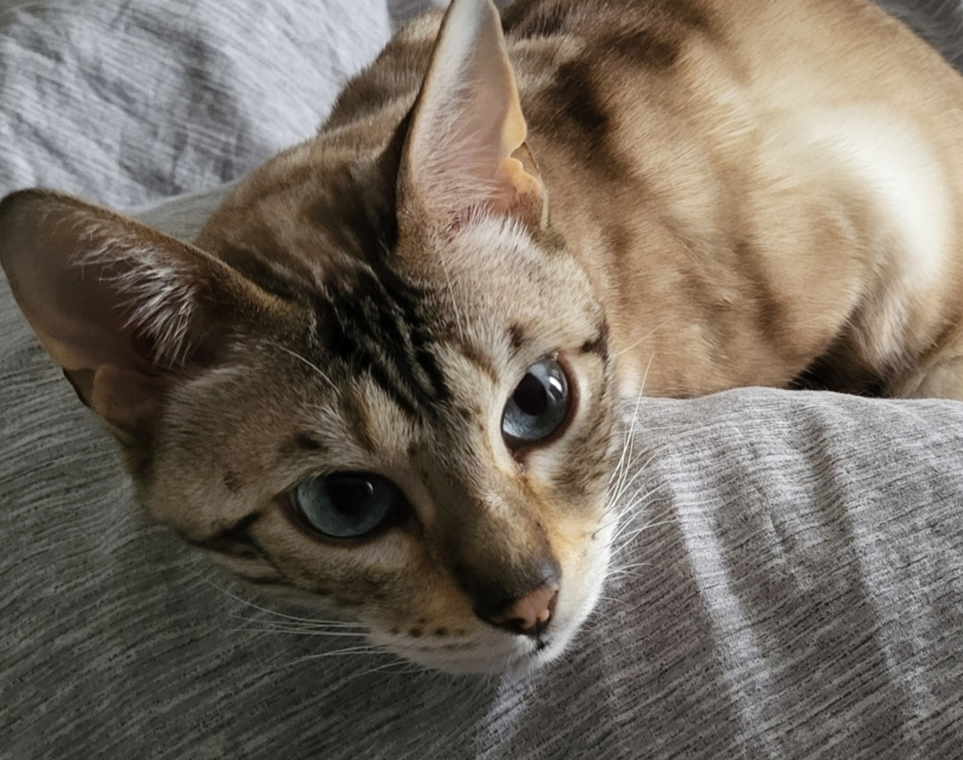 Tolle, 6-j. Bengalkatze sucht erfahrene Halter