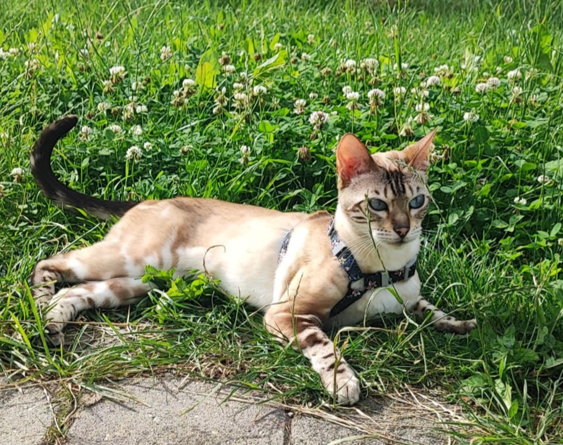 Tolle, 6-j. Bengalkatze sucht erfahrene Halter
