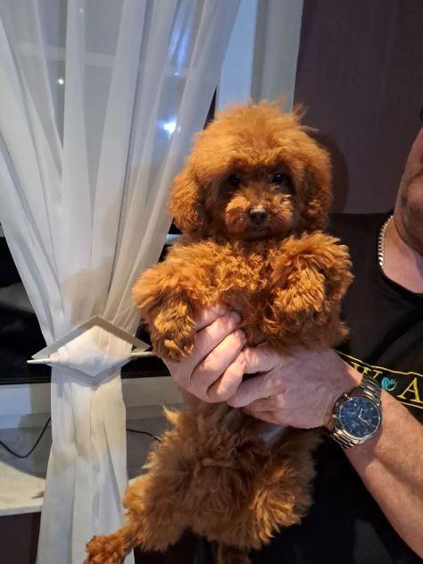 Toy-Zwergpudel Welpen ? Liebenswerte Fellnasen suc