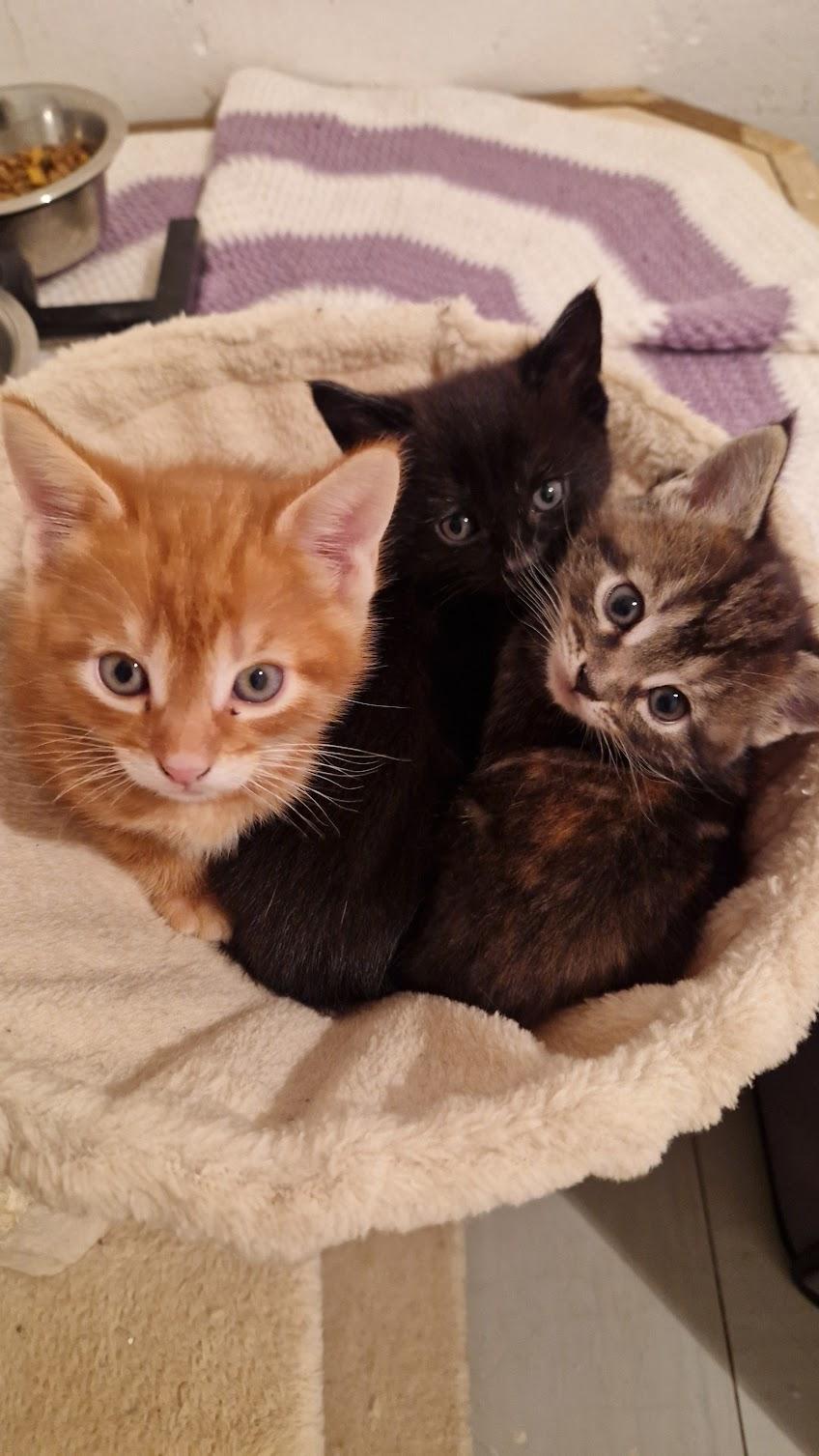 Zwei jungs suchen ihr Zuhause