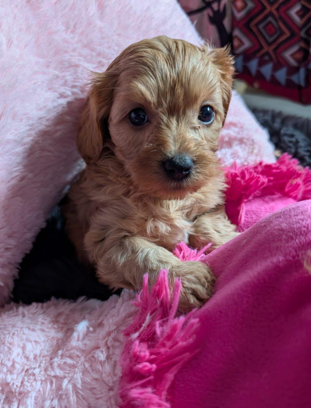 Havapoo Welpen (Havaneser & Zwergpudel)