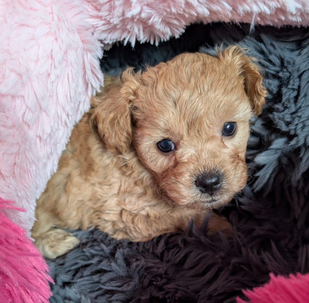 Havapoo Welpen (Havaneser & Zwergpudel)