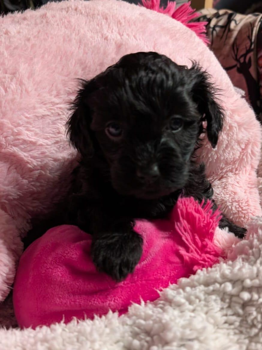 Havapoo Welpen (Havaneser & Zwergpudel)